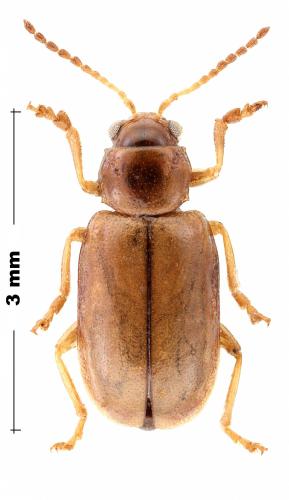 Réf. 300 250 : Galerucinae inconnu